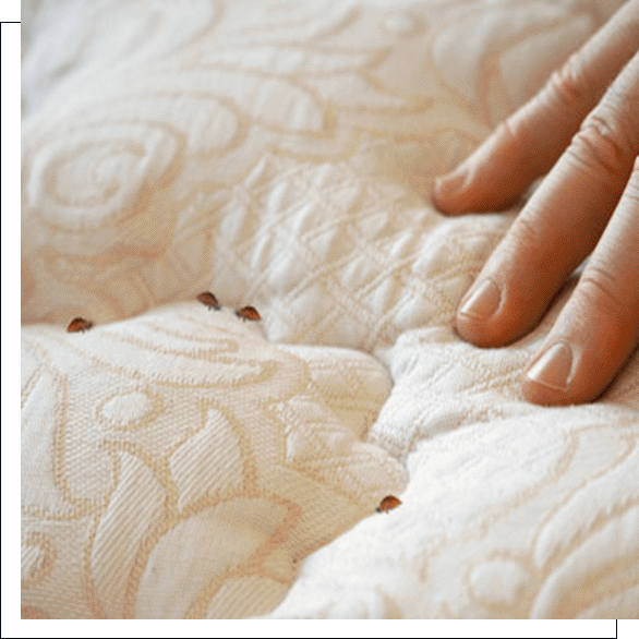 punaises de lit sur un matelas avec une main